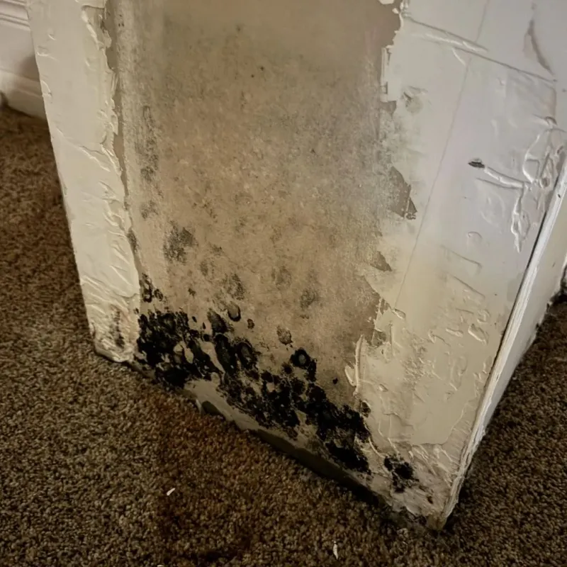 Professional Mold Removal in Concord, VA